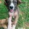 MILO