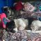 RAGGEDY ANN – Adoption Pending