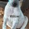 WILLOW