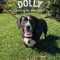 DOLLY